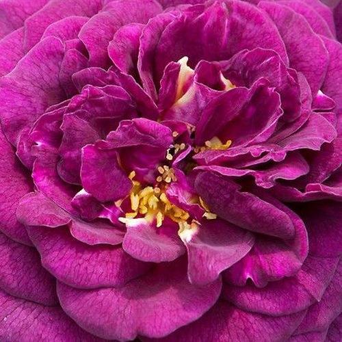 Rosa Weksmopur - trandafir cu parfum intens - Trandafir copac cu trunchi înalt - cu flori în buchet - violet - Tom Carruth - coroană tufiș - ,-